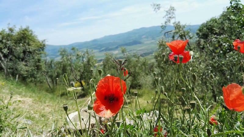 Sant'Angelo in Colle Colombaio In Colle Bed & Breakfast エクステリア 写真